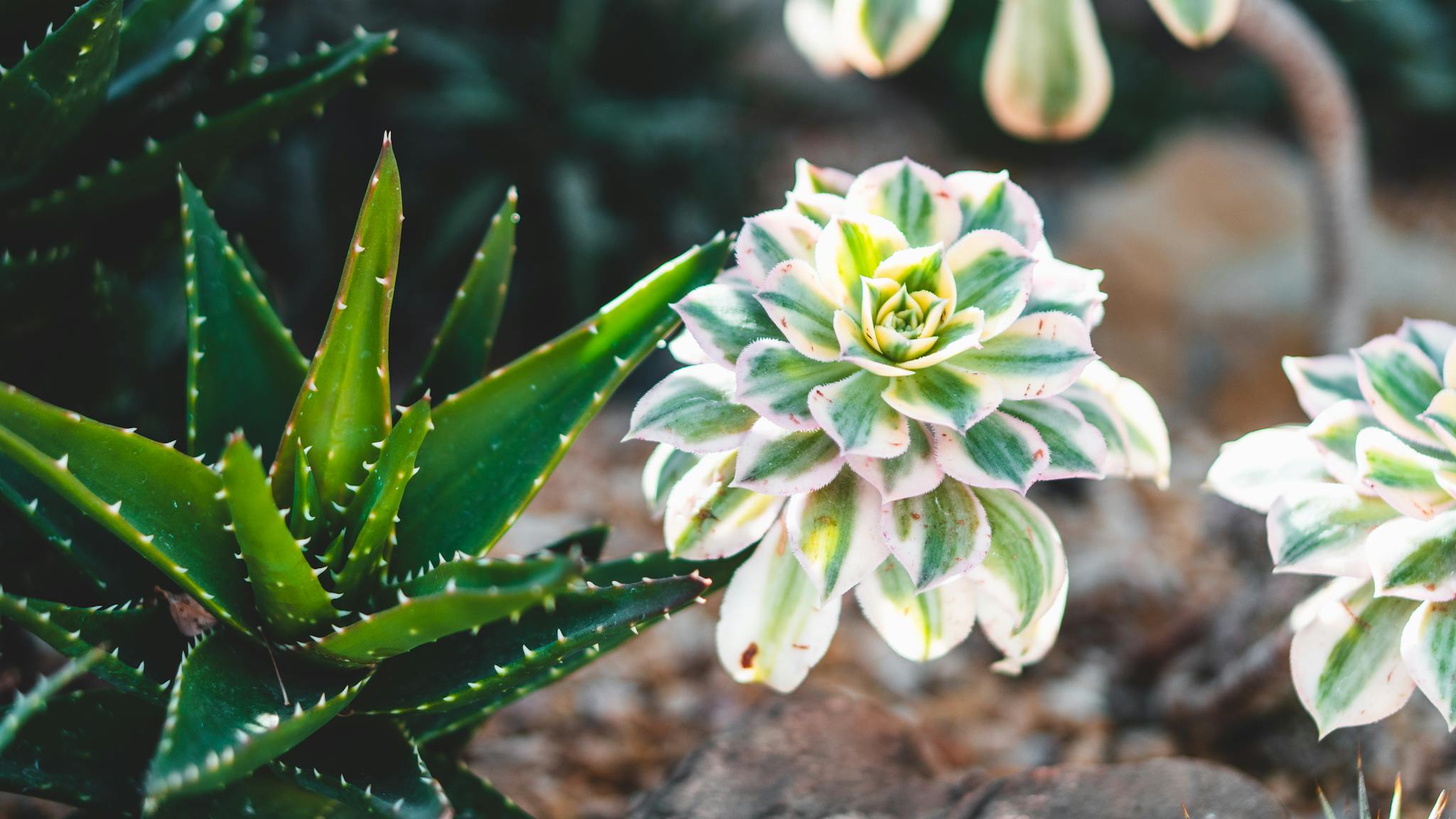 Close-up of colorful succulents and cacti in a Chicago garden. Perfect for nature enthusiasts.