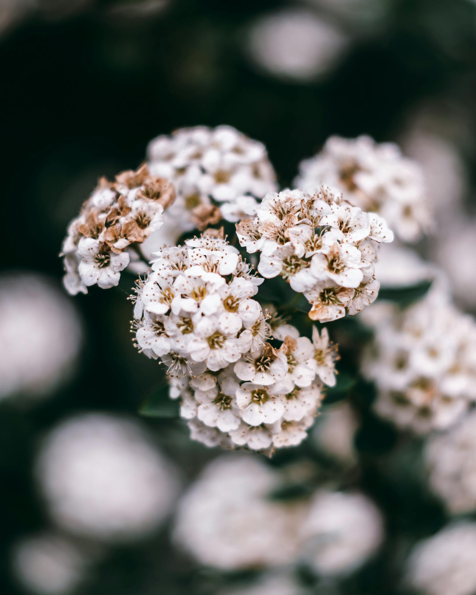 Delicate white flowers blooming, showcasing natural beauty and tranquility.