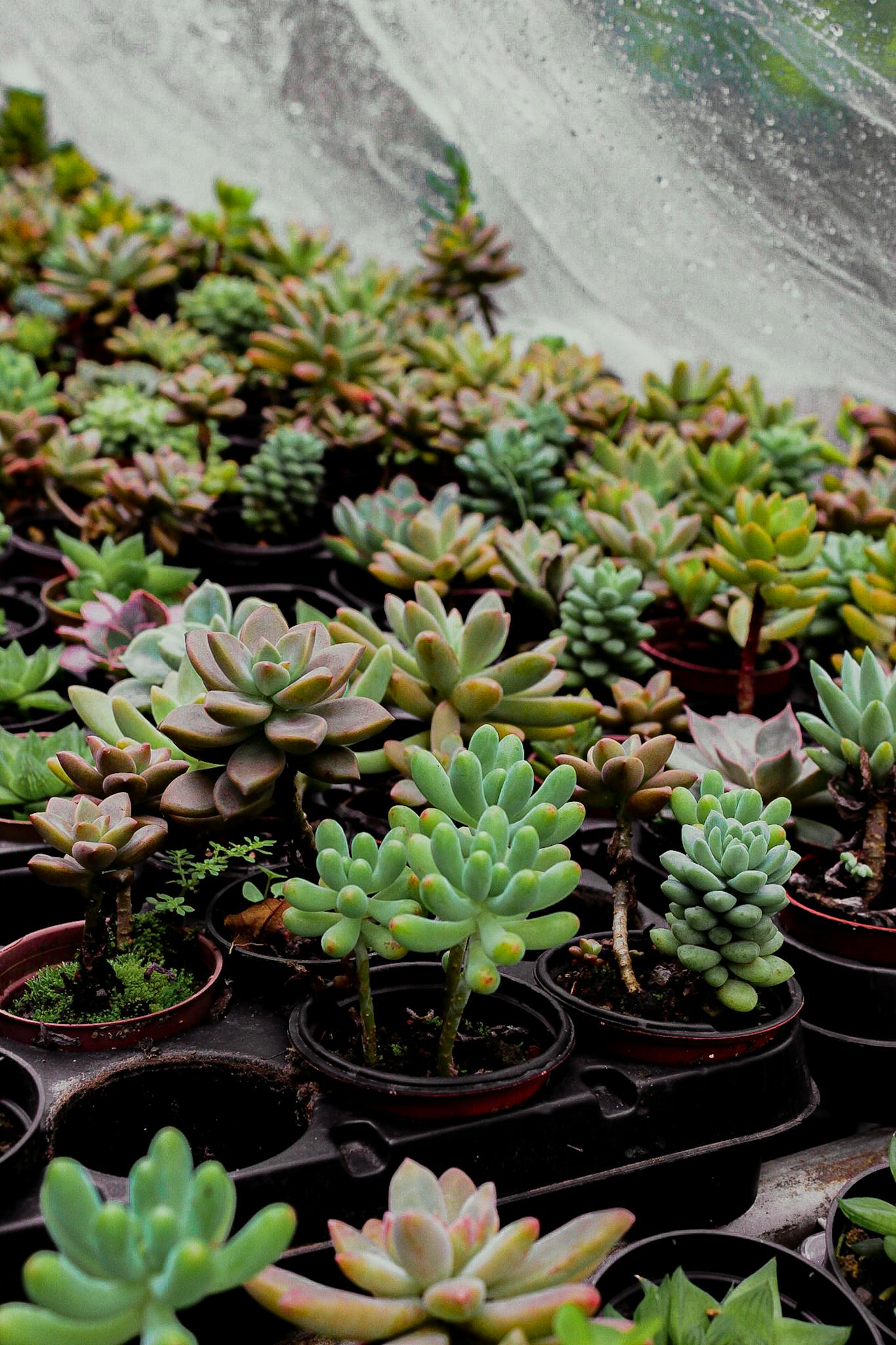 Vibrant collection of potted succulents in a greenhouse environment, showcasing diverse textures and colors.