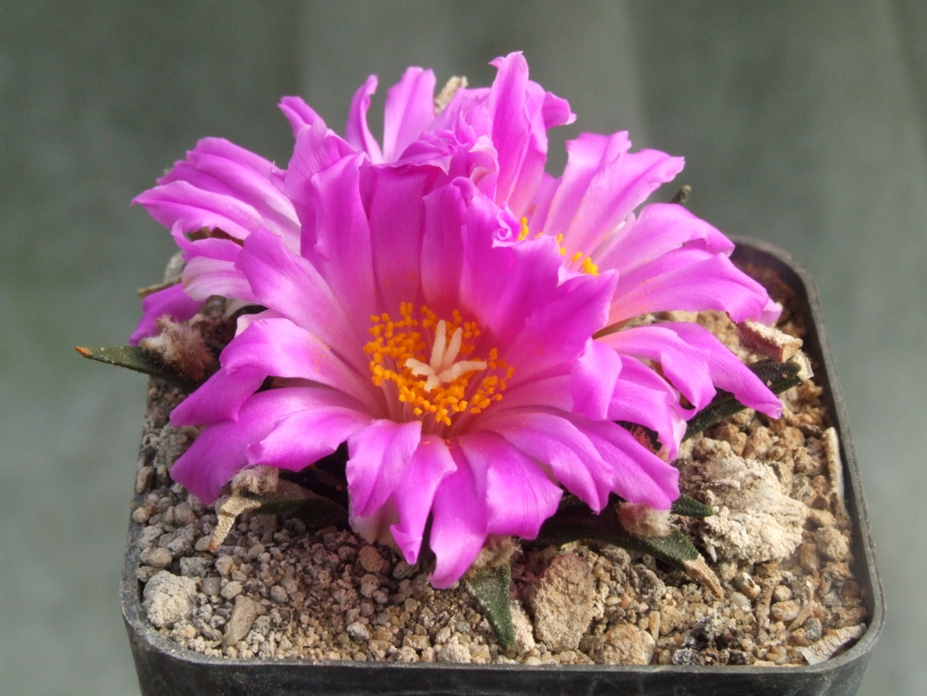 ARCagavoides_-03.jpg