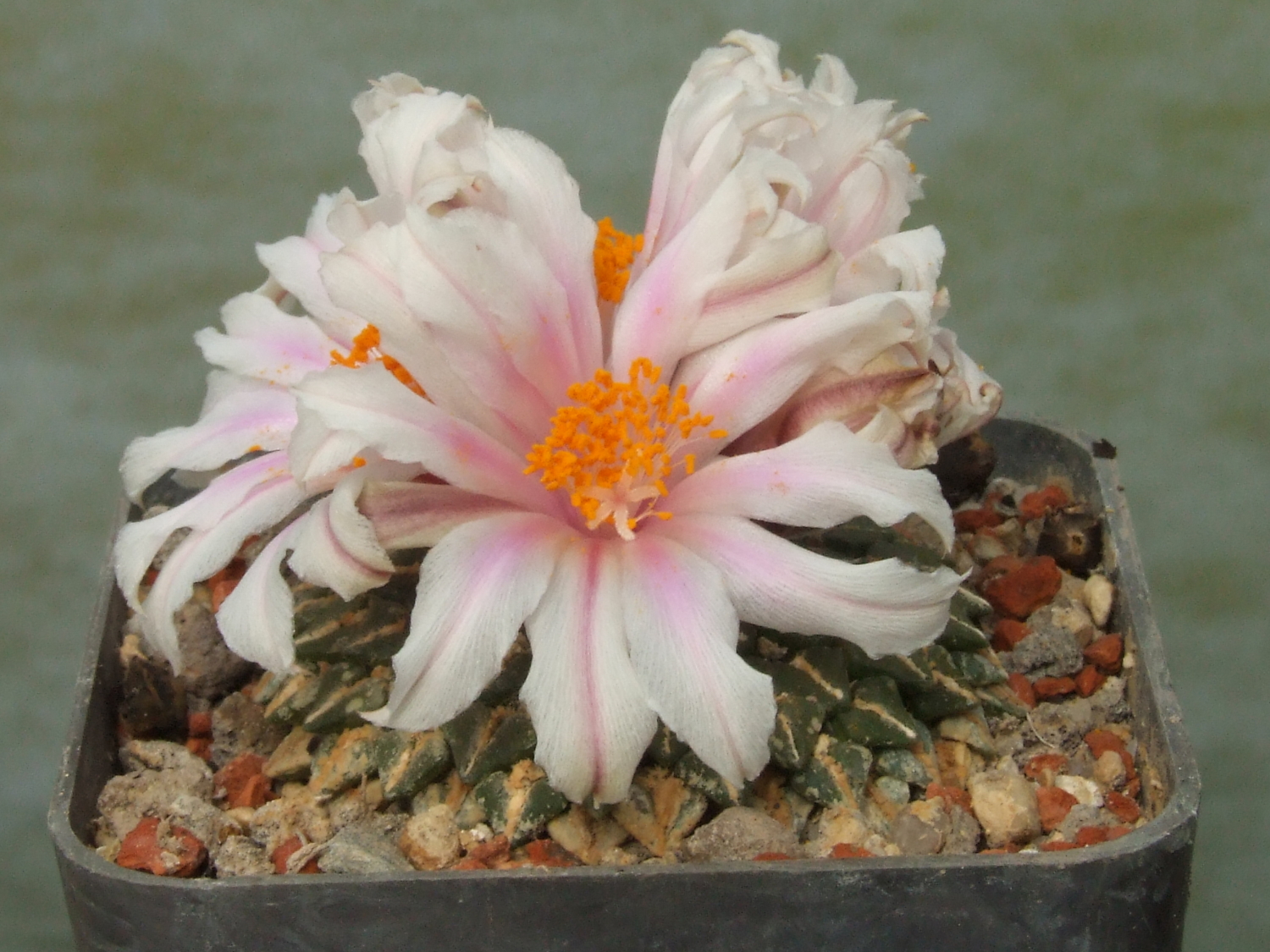 Arc_kotschoubeianus_v_albiflorus_PP607_-1.jpg