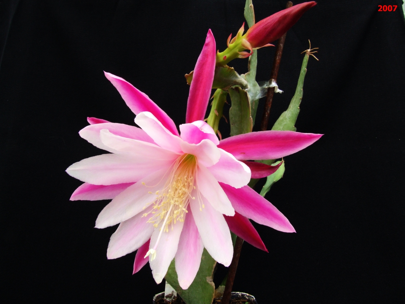 Bohek-2007-43_Epiphylum.jpg