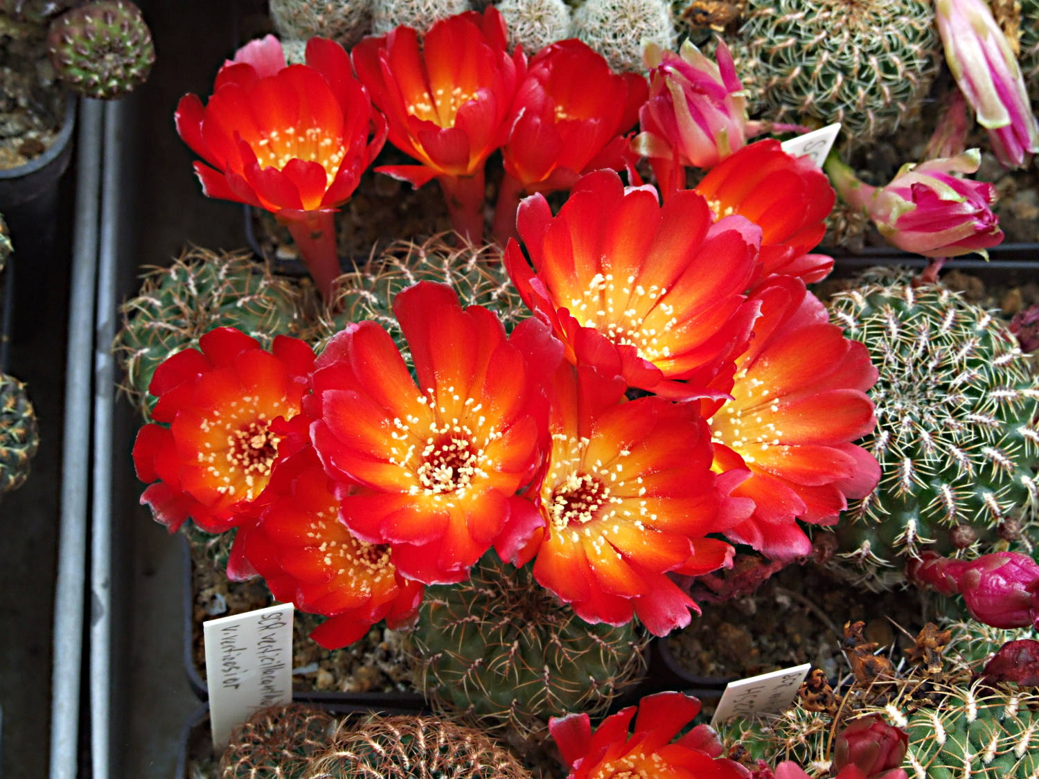 DSCF6633.jpg