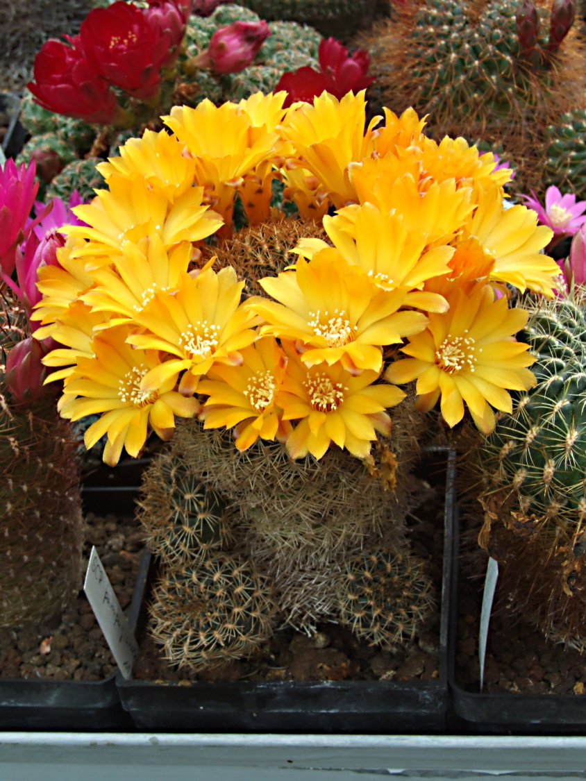 DSCF6643.jpg