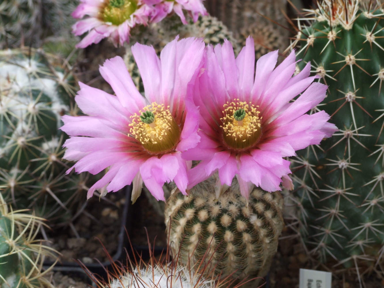 Echinocereus.jpg