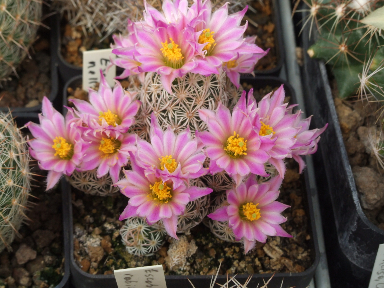 Escobarianelliaeminima-02.jpg