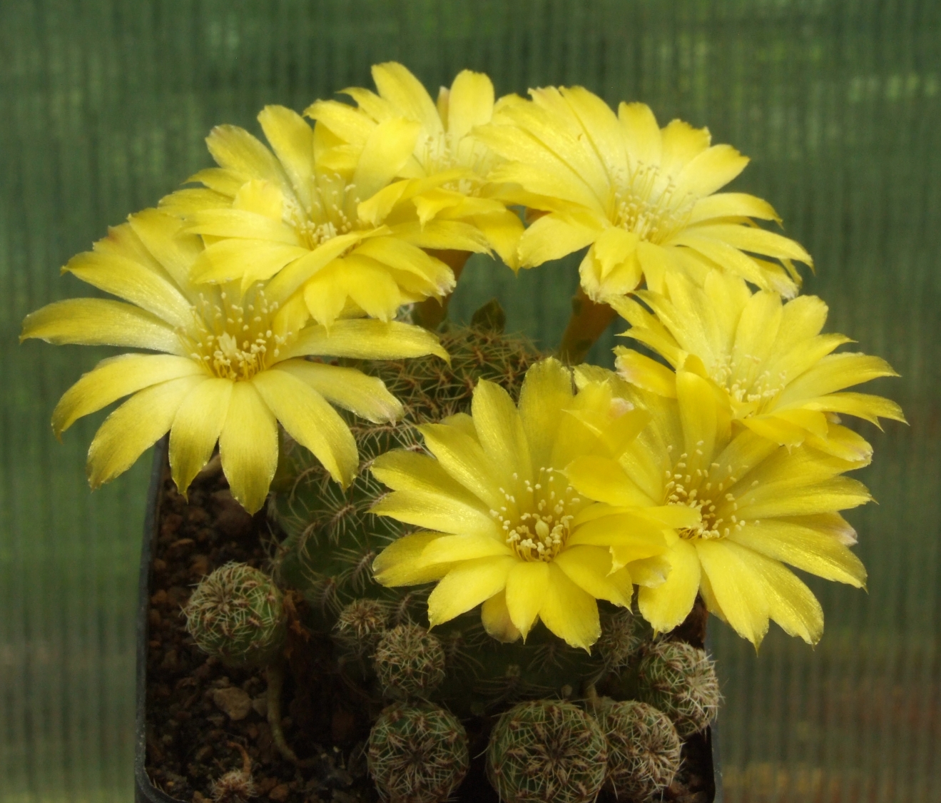 Scr_mojocoyensis_v_elizabethae.jpg