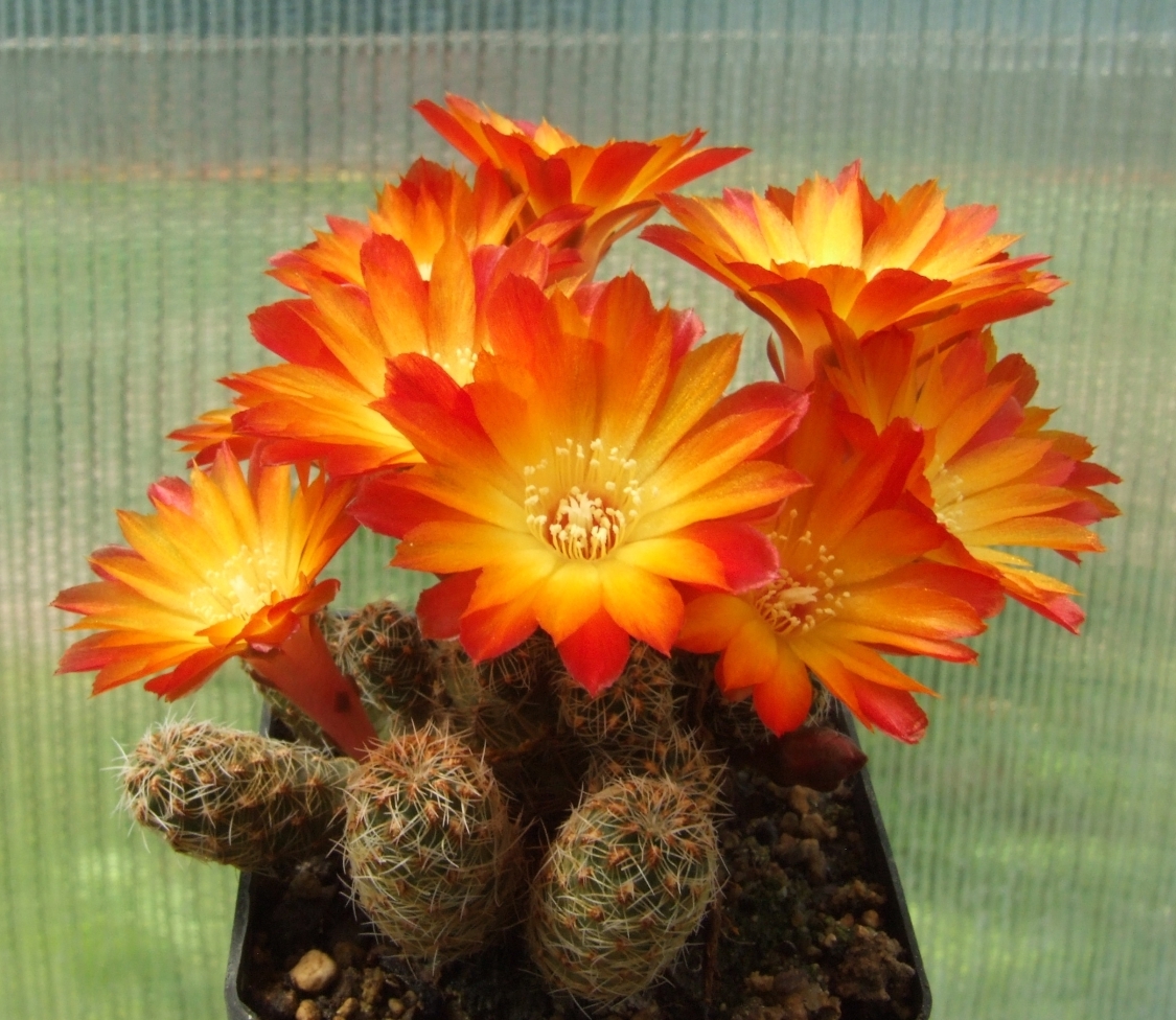 Scr_verticilacantha_v_aureiflora_SE112__-3.jpg