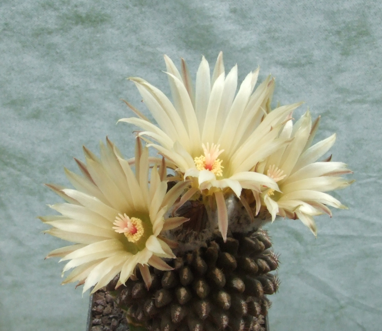 Thelocephala_oculta_-03.jpg